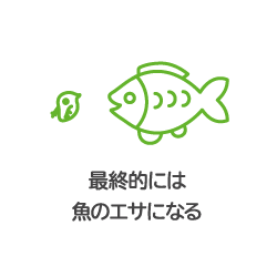 最終的には魚のエサになる