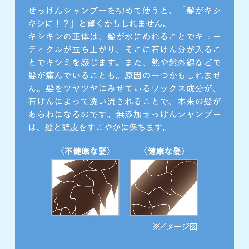 せっけんシャンプーを初めて使うと、「髪がキシキシに！？」と驚くかもしれません。キシキシの正体は、髪が水にぬれることでキューティクルが立ち上がり、そこに石けんカスが入ることでキシミを感じます。また、熱や紫外線などで髪が痛んでいることも原因の一つかもしれません。髪をツヤツヤにみせているワックス成分が、石けんによって洗い流されることで、本来の髪があらわになるのです。無添加せっけんシャンプーは、髪と頭皮をすこやかに保ちます。